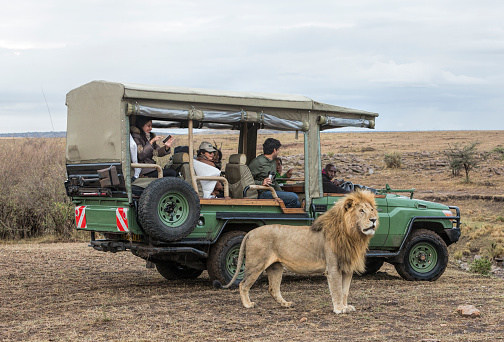 Masai Mara, Kenya - October 23, 2015: Male lion in front of safari vehicles with tourists.