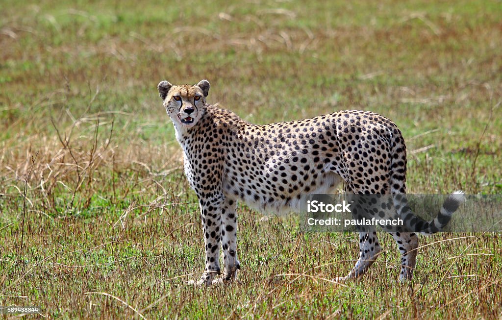 cheetah standing on the masai mara a pregnant lone female cheetah standing in the masai mara surveying the landscape Animal Stock Photo
