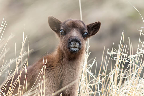 istock Portrait calf reindeer cloudy day in the grass 589439348