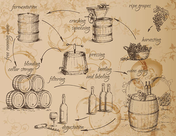 illustrazioni stock, clip art, cartoni animati e icone di tendenza di la produzione di vino schema - bottling plant winery wine industry