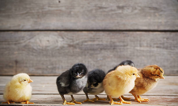 istock little kid chick standing on wooden background 589439930