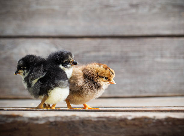 istock little yellow kid chick standing on wooden background 589440202