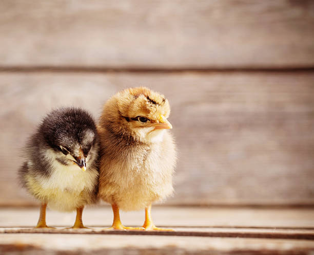 istock little  kid chick standing on wooden background 589440432