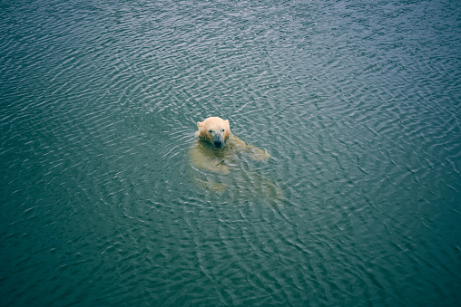Big polar bear with head over water is swimming in the blue water. Top view of the scenery.