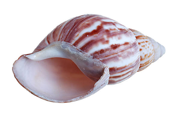 shell achatina immaculata panthera snail isolated on white background - immaculata imagens e fotografias de stock