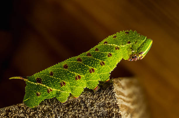 smerinthus caecus caterpillar crawling on piece of wood - lepidopteron imagens e fotografias de stock