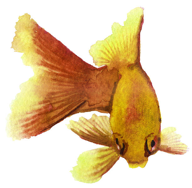 istock watercolor sketch of a goldfish on white background 589442458