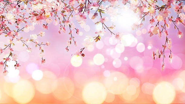 istock 3D cherry blossom on bokeh lights background 589442492