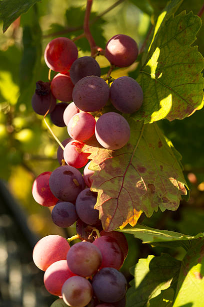 istock Bunch of Grapes purple 589444402