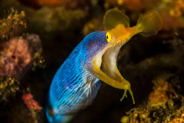 An eel in Lembeh