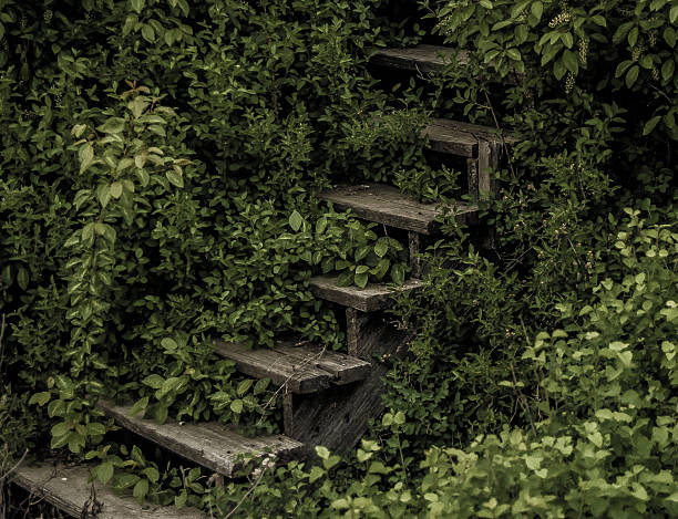 A cliffside stairway overgrown with vines near Somers Beach in Northwest Montana. The detail of the leaves and the deep, rich, greens make this a stunning photograph.