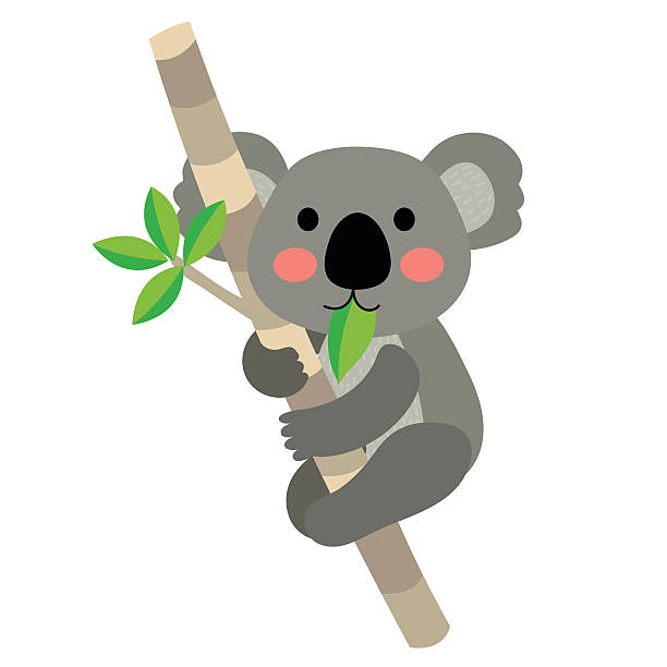 Koala bear animal cartoon character vector illustration. Koala bear climbing tree animal cartoon character. Isolated on white background. Vector illustration. hair grey stock illustrations