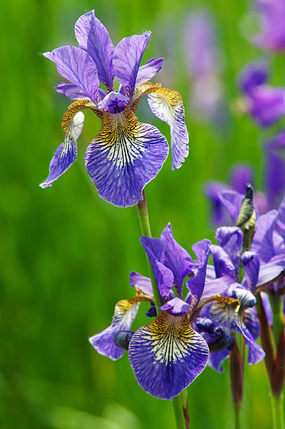 istock Purple and yellow orchid portrait 589445822