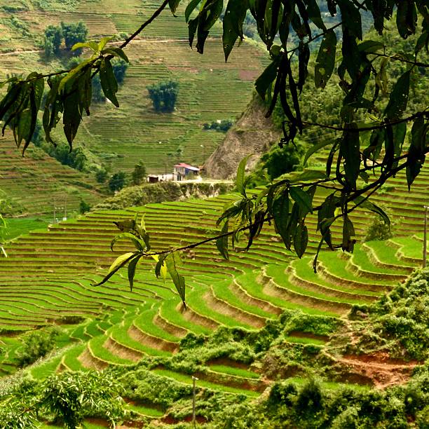 istock Vietnam-Sapa, rice terraces, landscape 589446484