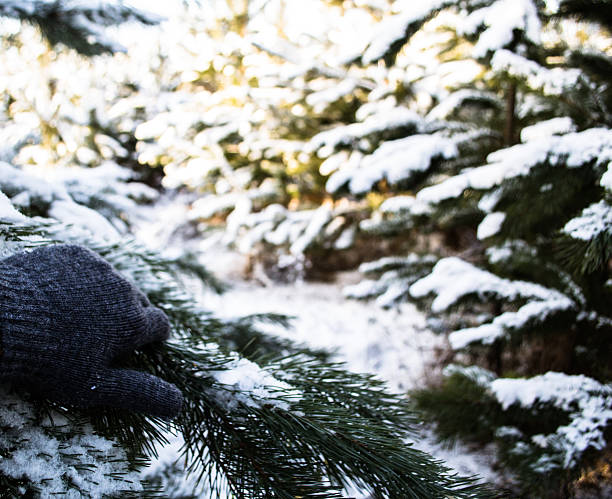 istock Looking into the depths of the forest through the branches 589446542