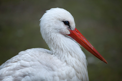 White stork (Ciconia ciconia). Wildlife bird.