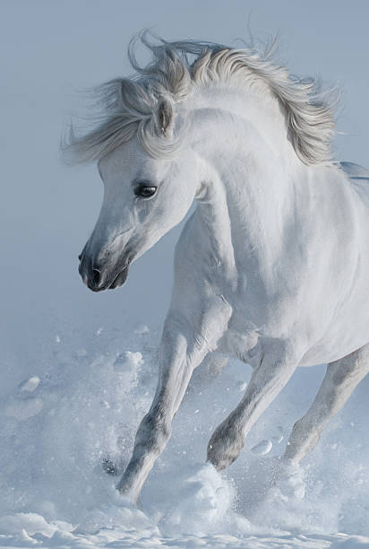 istock Close up galloping white stallions in snow. 589447102