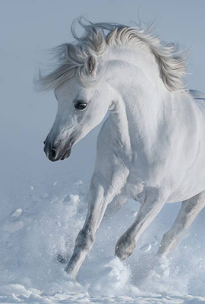 Close up galloping white stallions in snow. Close up galloping white stallions in snow. Monochromatic wintertime vertical outdoors image. Front view. white horse running stock pictures, royalty-free photos & images