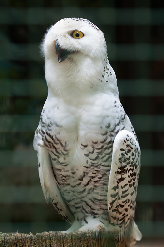Snowy owl (Bubo scandiacus). Wildlife bird.