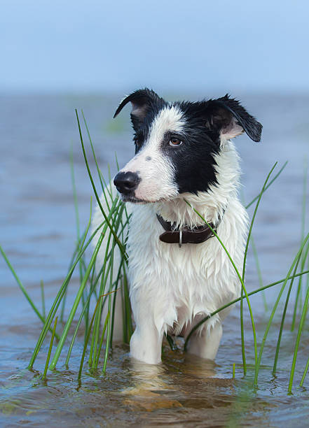 istock Close up portrait of mixed breed dog. 589447154