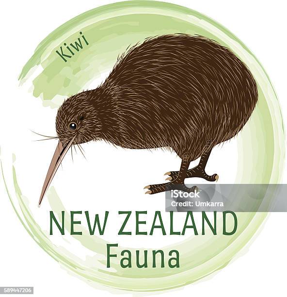 Fauna Of New Zealand Kiwi Stock Illustration - Download Image Now - Animal, Animal  Wildlife, Bird - iStock