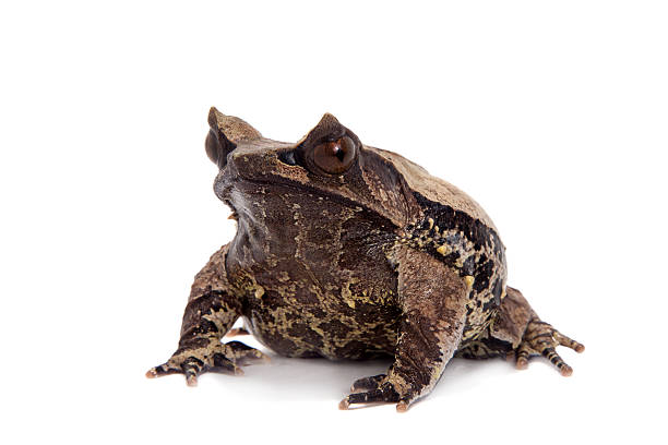 istock The long-nosed horned frog on white 589448026
