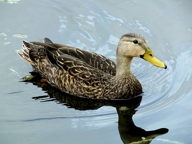 mottled duck (anas fulvigula) - gevlekte eend stockfoto's en -beelden