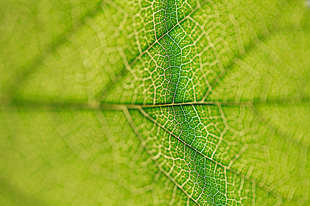 istock leaf texture close-up, macro shot of fibers 589449084
