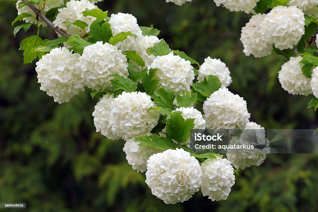 Flores Blancas De Árbol De Bola De Nieve Floreciente Foto de stock y más  banco de imágenes de Viburnum - iStock