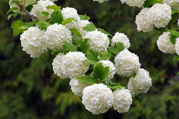 White flowers of blooming snowball tree White flowers of blooming snowball tree arrowwood stock pictures, royalty-free photos & images