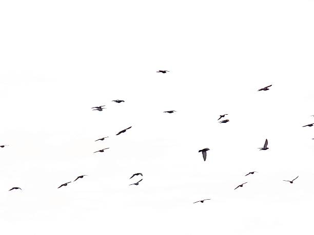 istock Flock of flying pigeons on black background 589449582