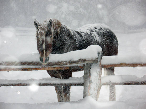 istock Brown horse in snow storm 589450088