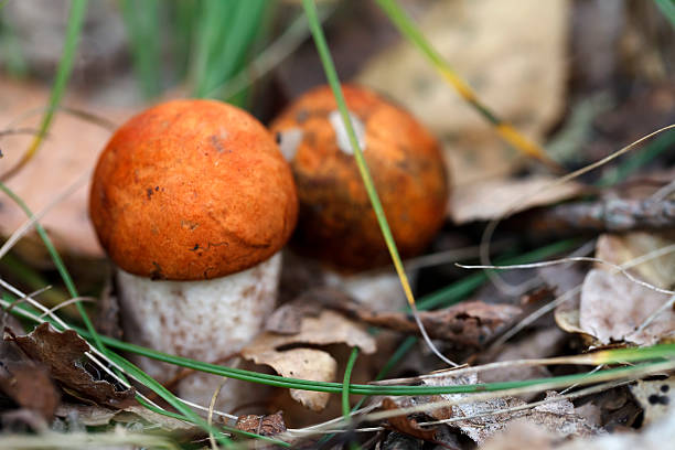 setas frescas, cosecha del bosque - cepe fungus forest dining fotografías e imágenes de stock