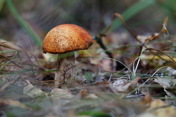 champignons frais, récolte de la forêt - cepe fungus forest dining photos et images de collection