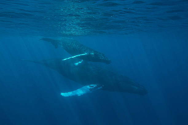istock Mother and Calf Humpback Whales 589451208