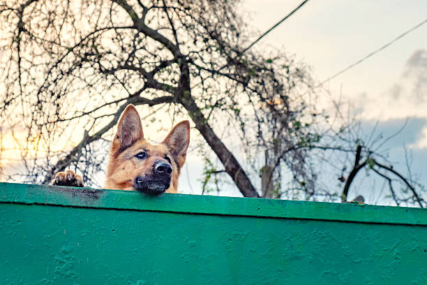 Faithful dog waits return of his master in the evening