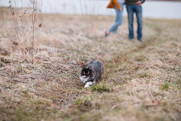istock munchkin kitten outdoors. a married couple and  cat that walks 589451938