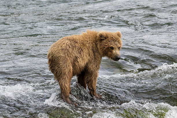 istock Baby Brown Bear Alone in River 589451952