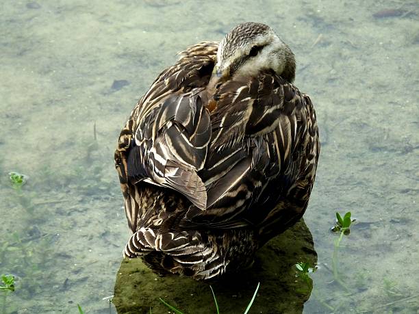 mottled duck (anas fulvigula) - gevlekte eend stockfoto's en -beelden