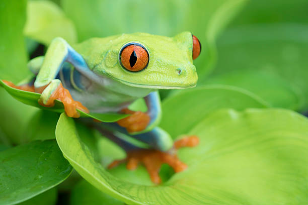 istock Cute Tropical Red-eyed Tree Frog on Water Hyacinth 589452748