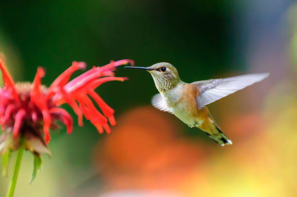 istock Hummingbird eating flowers 589453182