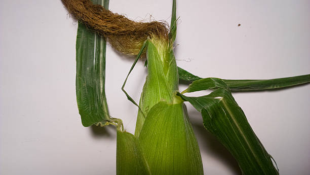 Unshucked Ear of Corn Close up of an ear of corn on white. maize unshucked cob stock pictures, royalty-free photos & images