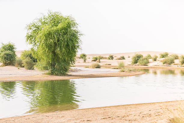 View from a desert oasis in UAE
