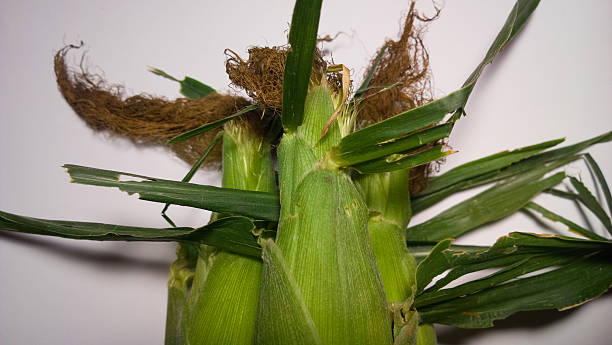 Unshucked Ears of Corn Close up of three ears of corn on white. maize unshucked cob stock pictures, royalty-free photos & images