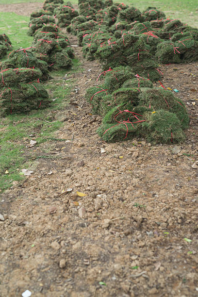 istock turf grass in a garden 589456000