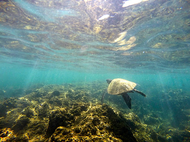 istock Sea Turtle Swimming Away 589456862