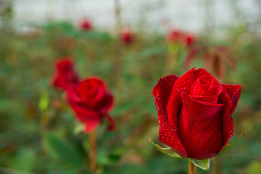 closeup of red roses grown in greenhouse Ecuadorian for export to the world