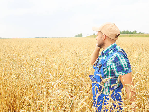 istock Farmer in a plaid shirt controlled his field. Talking 589458478