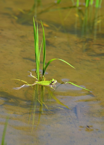 Frog in paddy field