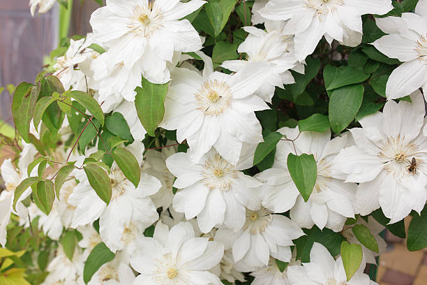 istock White Clematis flowers, close up photo 589459724